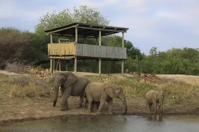 a group of elephants standing next to the water at Tshukudu Bush Camp in Hoedspruit