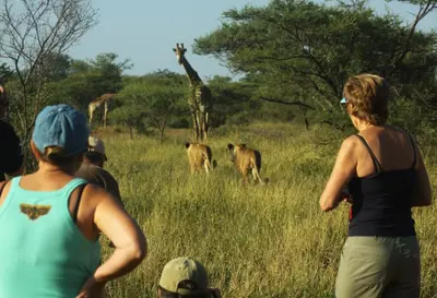 a group of people looking at a giraffe in a field at Tshukudu Bush Camp in Hoedspruit
