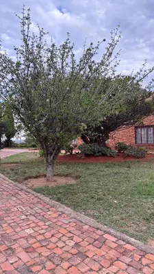 a tree in a yard with a brick road at The N1 Farm Place in Pretoria