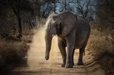 an elephant walking down a dirt road at Kapama River Lodge in Kapama Private Game Reserve