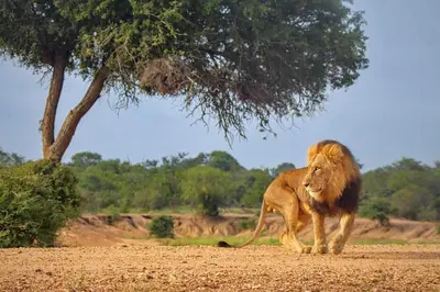 a lion walking on a dirt field with a tree at Kapama Buffalo Camp in Kapama Private Game Reserve
