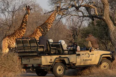two giraffes walking behind a safari vehicle with people at Kapama Buffalo Camp in Kapama Private Game Reserve