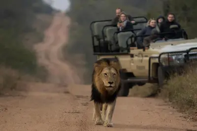 a lion walking on a dirt road next to a vehicle at Kapama Buffalo Camp in Kapama Private Game Reserve