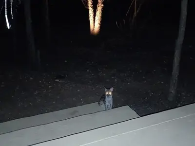 a cat is standing on a ramp at night at Makrugu Forest in Marloth Park