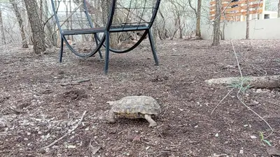 a turtle walking in front of a basketball hoop at Makrugu Forest in Marloth Park
