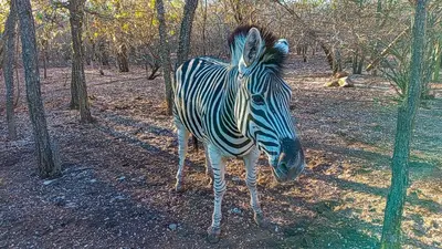 a zebra standing in the middle of a forest at Makrugu Forest in Marloth Park