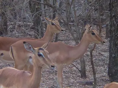 a group of deer standing next to each other at Makrugu Forest in Marloth Park