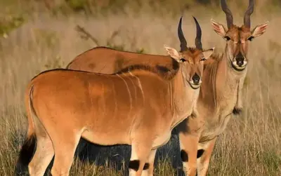 three antelopes standing in a field of tall grass at Elgin Farm Dullstroom in Dullstroom