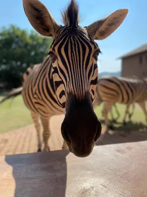 a zebra looking at the camera with another zebra in the background at Inn Da Bush in Nelspruit