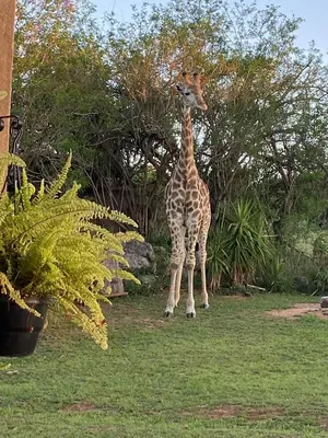 a giraffe standing in the grass in a field at Inn Da Bush in Nelspruit