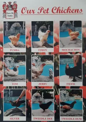 a collage of pictures of chickens on a wall at Casa de Santos Bed and Breakfast Solar and Water off grid in Benoni