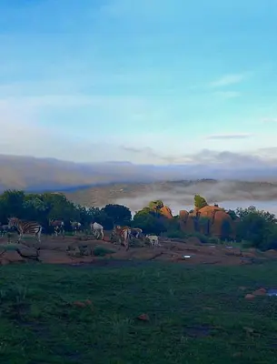 a herd of zebras grazing in a field at Mathian Farm lifestyle in Tonteldoos