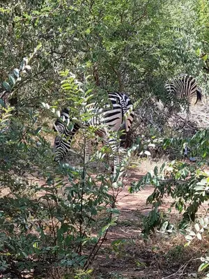 a group of zebras standing in the woods at House 110 in Hoedspruit
