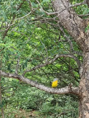 a yellow bird sitting on a tree branch at House 110 in Hoedspruit