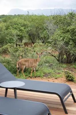 a gazelle standing in a field with trees at Villa Kolobe in Hoedspruit