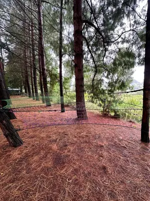 a net in the middle of a forest with trees at Little Lions in Dullstroom