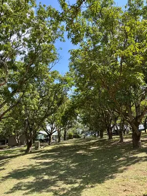 a row of trees in a park with a blue sky at Camping at Kanaan in Hazyview