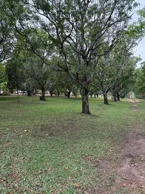 a group of trees in a park with green grass at Camping at Kanaan in Hazyview