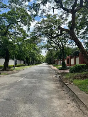 an empty street with trees on both sides of the road at Crown on Milner in Pretoria