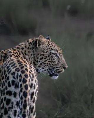 a leopard standing in a field of grass at Ubungane Lodge in Makalali Game Reserve