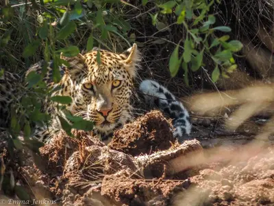 a jaguar is looking out from a pile of dirt at Ubungane Lodge in Makalali Game Reserve