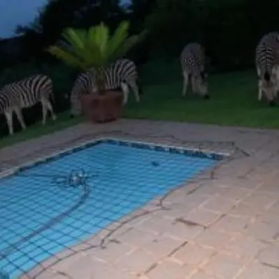 a group of zebras standing around a swimming pool at Hazyview Country Estate in Swartfontein