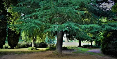 a tree in the middle of a park at LINGER LONGER COUNTRY RETREAT, Dullstroom in Dullstroom