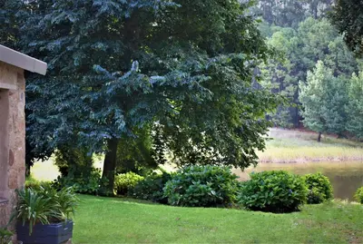 a tree in a yard next to a body of water at LINGER LONGER COUNTRY RETREAT, Dullstroom in Dullstroom