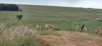a group of gazelle grazing in a field at Elephant hide away in Witbank