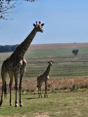 a giraffe and a baby giraffe standing in a field at Elephant hide away in Witbank