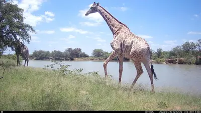 a giraffe walking in the grass next to a river at Kaalkraal Safari Lodge