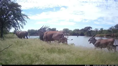 a group of animals standing in the grass near a river at Kaalkraal Safari Lodge