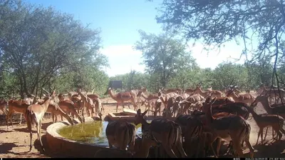 a herd of animals standing around a tub of water at Kaalkraal Safari Lodge