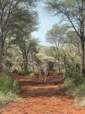 a giraffe standing in the middle of a dirt road at Aloe Lodge in Thabazimbi
