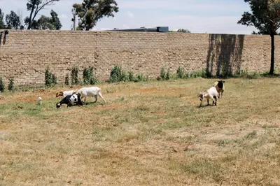 three goats grazing in a field next to a brick wall at L a Grande deluxe in Benoni