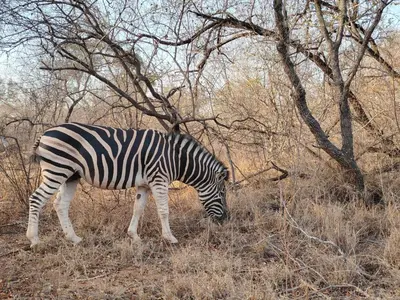 a zebra grazing in the grass next to a tree at The Lofts in Hoedspruit