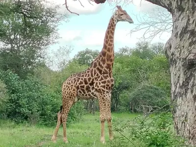 a giraffe standing in a field next to a tree at The Lofts in Hoedspruit