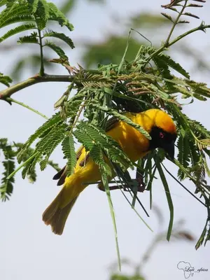 a yellow bird is sitting on a tree branch at 202 on Crescent - Luxury Wildlife Escape in Hartbeespoort with Magaliesberg Mountain views in Hartbeespoort