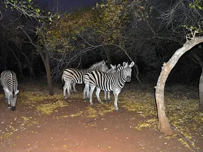 a group of zebras standing in a field at Optibos - 3 Bedroom Holiday Home 6 Sleeper in Marloth Park