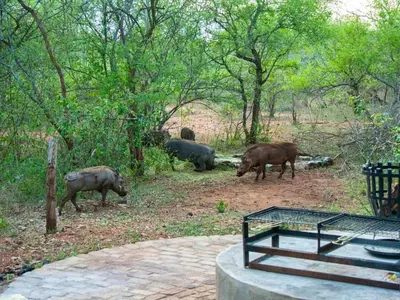 a group of animals walking in the woods at Optibos - 3 Bedroom Holiday Home 6 Sleeper in Marloth Park