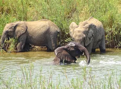 two adult elephants and a baby elephant in the water at Emhosheni River Lodge in Balule Game Reserve