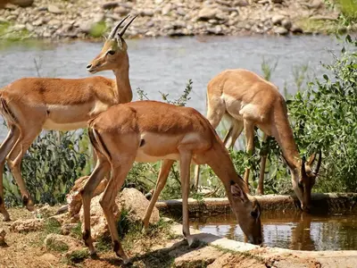 a group of gazelle drinking water from a river at Emhosheni River Lodge in Balule Game Reserve