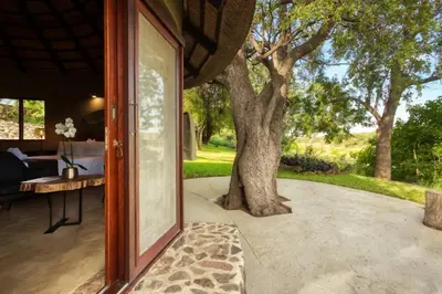 an open door to a patio with a tree at Emhosheni River Lodge in Balule Game Reserve