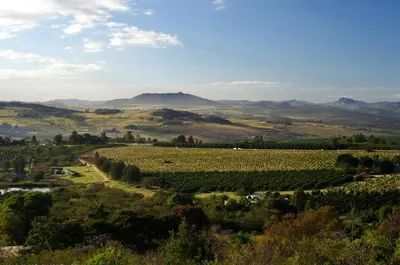 a view of a vineyard in the hills at White House Lodge in White River