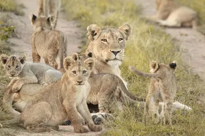 a group of baby lions sitting in the grass at Sweni Lodge 91 Mjejane Kruger Park in Hectorspruit