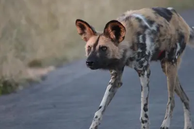 a hyena walking down a road at Xanatseni Private Camp in Klaserie Private Nature Reserve
