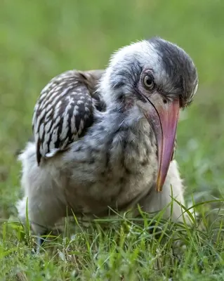 a bird with a long beak sitting in the grass at Xanatseni Private Camp in Klaserie Private Nature Reserve