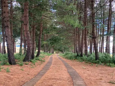 a dirt road in a forest with trees at Angel's Rest in Dullstroom