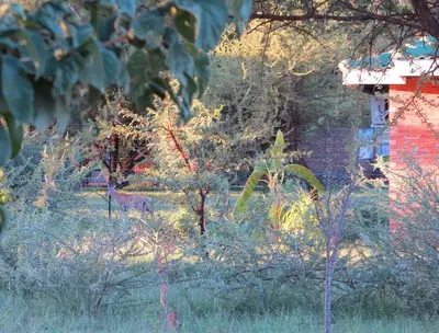 a garden with trees and a house in the background at Lodge Huge Dassie in Bela-Bela