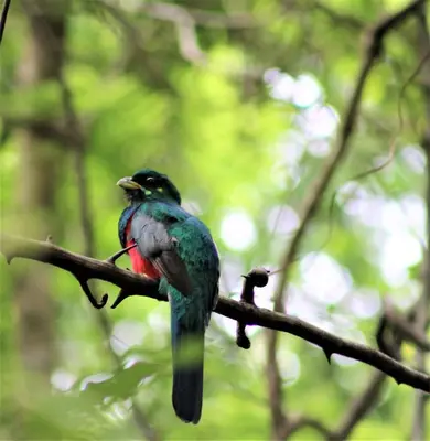 a humming bird perched on a tree branch at Serenity Mountain and Forest Lodge in Malelane